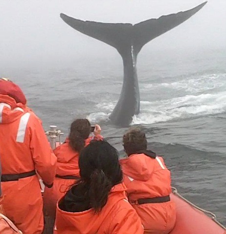 some serious fog on a whale watching trip on the Bay of Fundy