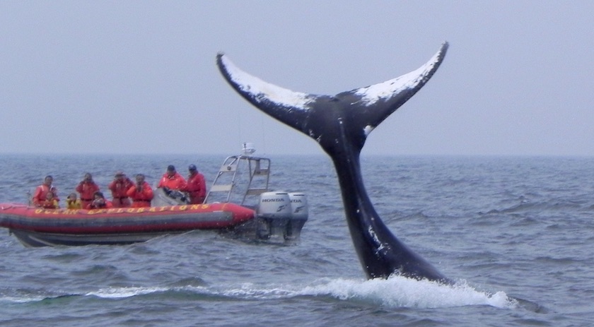 Ocean Explorations Whale Adventures, Tiverton, Nova Scotia, Canada